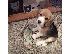 PoulaTo: Όμορφα κουτάβια Beagle